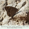 hipparchia parisatis nusnus male 4